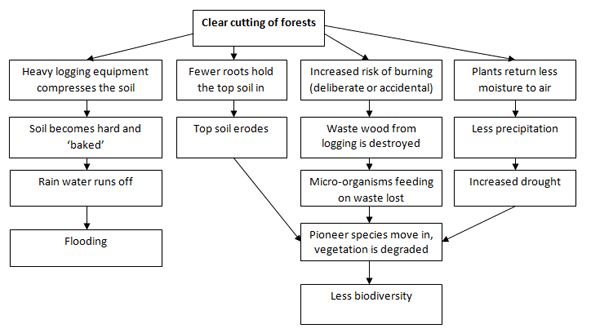 the consequence of deforestation